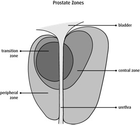 prostate-zones